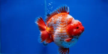 Dari Hobi Jadi Bisnis Nasional: Super Koi Nusantara, Toko Ikan Hias Asal Serpong yang Raih Rating 5 Bintang dan Melayani Ribuan Pelanggan se-Indonesia (Ganti gambar utama, bukan gambar logo, brosur, tanpa ada tulisan) (dilarang mencantumkan nomor telepon, website ) 56 gambar ikan koki short tail 4