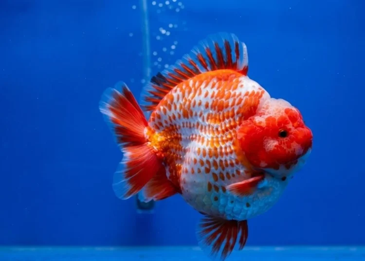 Dari Hobi Jadi Bisnis Nasional: Super Koi Nusantara, Toko Ikan Hias Asal Serpong yang Raih Rating 5 Bintang dan Melayani Ribuan Pelanggan se-Indonesia (Ganti gambar utama, bukan gambar logo, brosur, tanpa ada tulisan) (dilarang mencantumkan nomor telepon, website ) 46 gambar ikan koki short tail 4