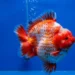 gambar ikan koki short tail 4
