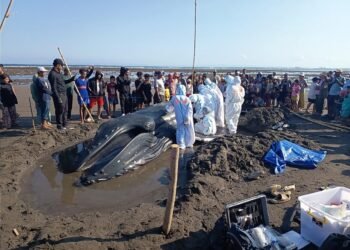 KKP Bersama Tim Gabungan Tangani Paus Bungkuk Terdampar di Pantai Perancak Bali