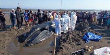 KKP Bersama Tim Gabungan Tangani Paus Bungkuk Terdampar di Pantai Perancak Bali 56 KKP Bersama Tim Gabungan Tangani Paus Bungkuk Terdampar di Pantai Perancak Bali
