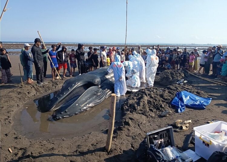 KKP Bersama Tim Gabungan Tangani Paus Bungkuk Terdampar di Pantai Perancak Bali 46 KKP Bersama Tim Gabungan Tangani Paus Bungkuk Terdampar di Pantai Perancak Bali