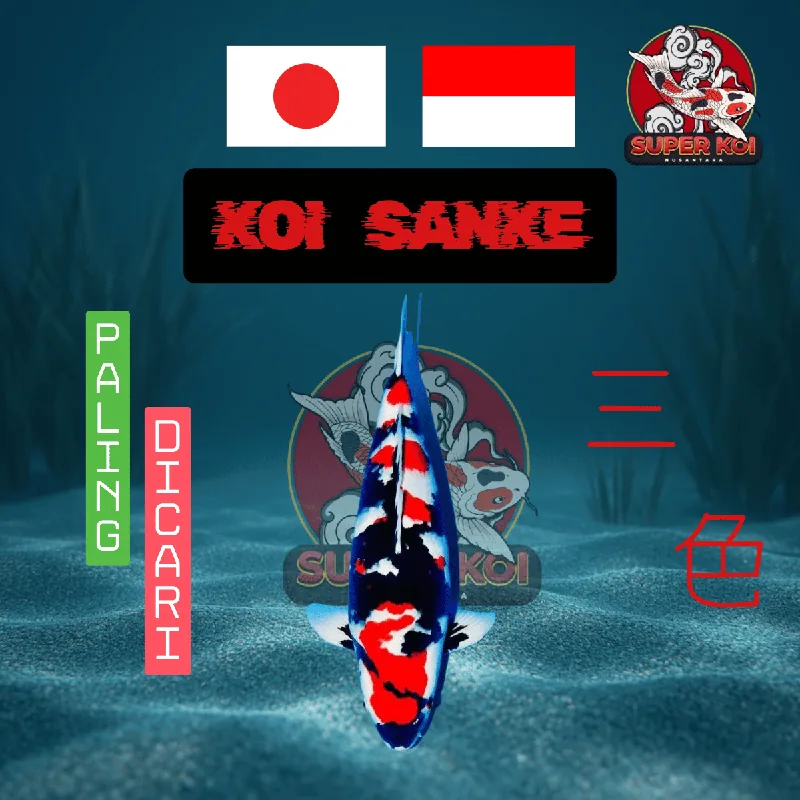 Dari Hobi Jadi Bisnis Nasional: Super Koi Nusantara, Toko Ikan Hias Asal Serpong yang Raih Rating 5 Bintang dan Melayani Ribuan Pelanggan se-Indonesia (Ganti gambar utama, bukan gambar logo, brosur, tanpa ada tulisan) (dilarang mencantumkan nomor telepon, website ) 47 Ikan Koi Sanke - Jual Koi Sanke Berkualitas di Super Koi Nusantara Serpong