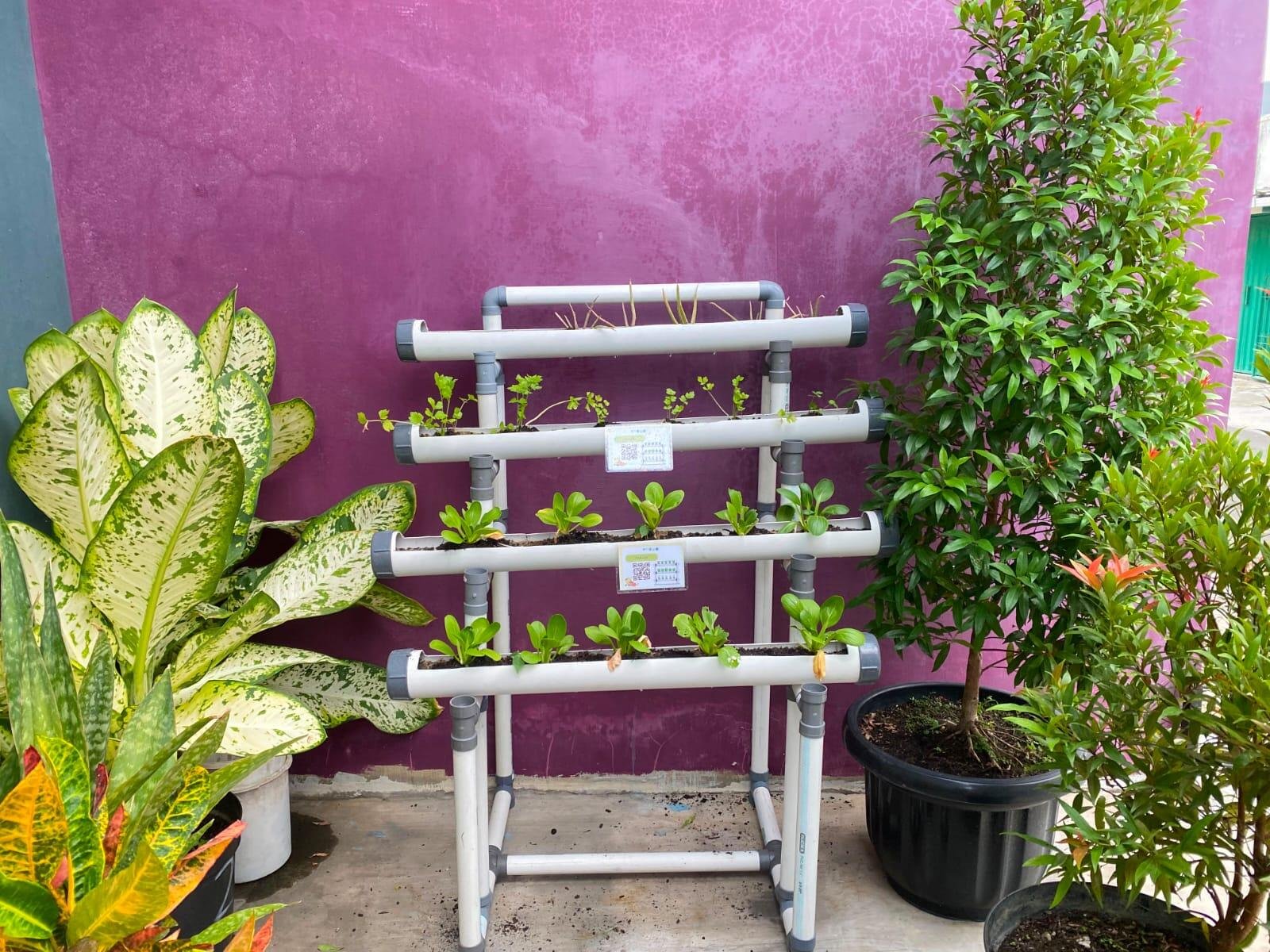 Mahasiswa UM BBM Hadirkan Taman TOGA di Balai RW 16 sebagai Sarana Edukasi Masyarakat di Desa Sekarpuro 48 kebun vertikal (vertical farming) mengguna3kan rak pipa paralon di halaman belakang Balai RW 16 sebagai pemanfaatan lahan sempit yang produktif.