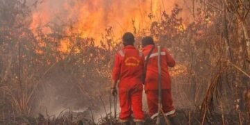 Rizky Falian Akbar Soroti Penguatan Pengendalian Karhutla di Kalimantan 56 Ilustrasi kebakaran di Kalimantan (Sumber: Antara Foto)