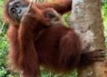 Kemenhut Sambut Kelahiran Bayi Orangutan di Cagar Alam Jantho 47 Kemenhut Sambut Kelahiran Bayi Orangutan di Cagar Alam Jantho