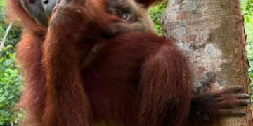 Kemenhut Sambut Kelahiran Bayi Orangutan di Cagar Alam Jantho