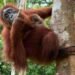 Kemenhut Sambut Kelahiran Bayi Orangutan di Cagar Alam Jantho