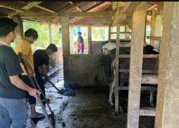 Menjaga kebersihan kandang, langkah sederhana untuk ternak yang lebih sehat di Nagari Kubang 46 297700 100kb