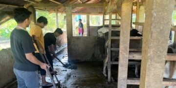 Menjaga kebersihan kandang, langkah sederhana untuk ternak yang lebih sehat di Nagari Kubang 47 297700 100kb