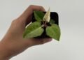 Dari Hobi Menjadi Peluang Usaha: Mengelola Anggaran Penjualan Pohon 60 Pohon Anthurium untuk Dijual