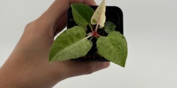 Dari Hobi Menjadi Peluang Usaha: Mengelola Anggaran Penjualan Pohon 47 Pohon Anthurium untuk Dijual