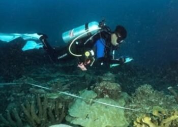 KKP Tetapkan 162 Ribu Hektare Laut di Kepala Burung Papua sebagai Kawasan Konservasi 46 KKP Tetapkan 162 Ribu Hektare Laut di Kepala Burung Papua sebagai Kawasan Konservasi